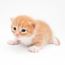 Gary