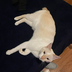 Casper