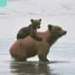 BP