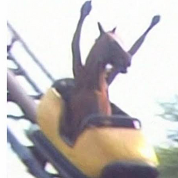 Horse roll / SOL