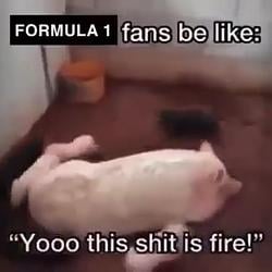 ZOOMPIG / SOL