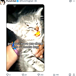MEOW / SOL