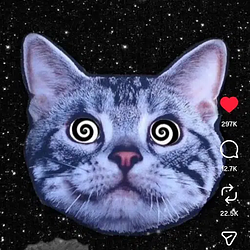 5D