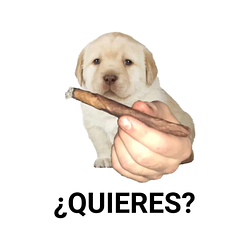 PERRO