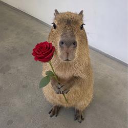 CAPY