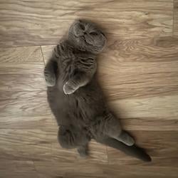 FlopCat / SOL