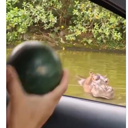Hippo