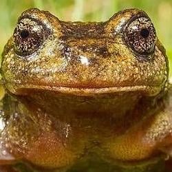 FROG / SOL