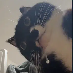 drool