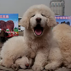 索拉纳