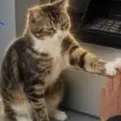nocashcat / SOL