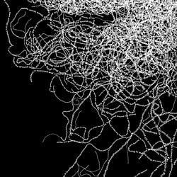 Mycelium logo