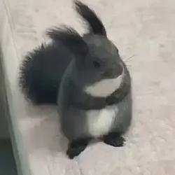 pikanut