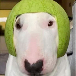 HELMETDOGG / SOL