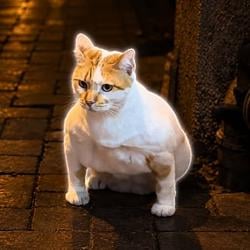 GIGACAT