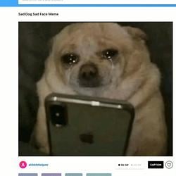SADDOG