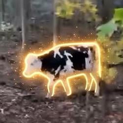 COW / SOL