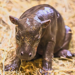 PIPER / WETH 0.25%