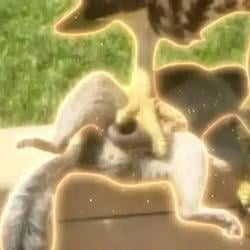 PNUT / SOL