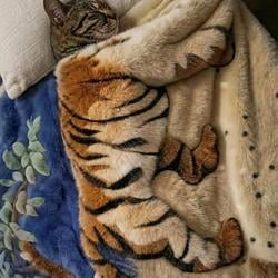 TigerCat