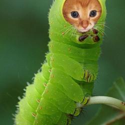 CATERPILLA