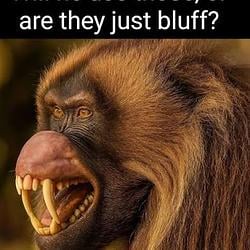 GELADA / SOL