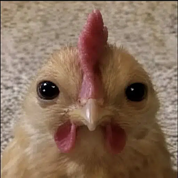 CHICKEN