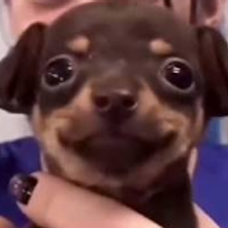 HAPPYDOG