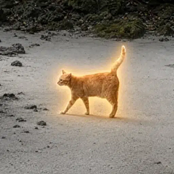 Oyen / SOL