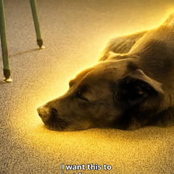 SLEEPDOG / SOL