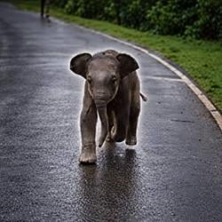 Chotu