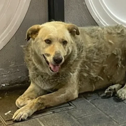 fatdog