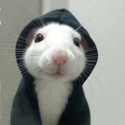 gangmouse