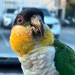 bird