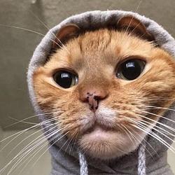 MEOWDIE