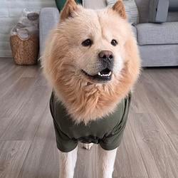 Simba