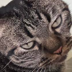 CATPUMP
