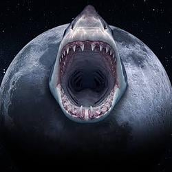 sharky