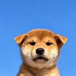 inu