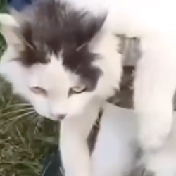 违法小猫 / BNB