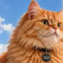 BILLI