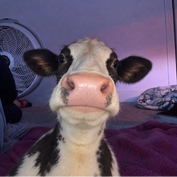 sexcow / SOL
