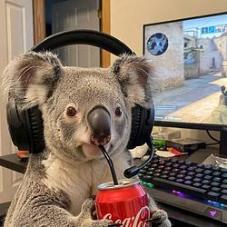 SaveKoaladay
