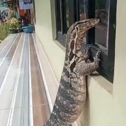 GODZILLA / SOL