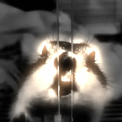 VOLROC / SOL