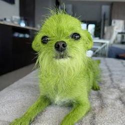 greendog