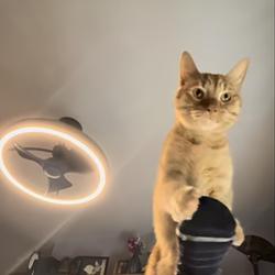 climbcat