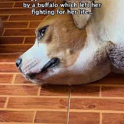 PIPPA / BNB