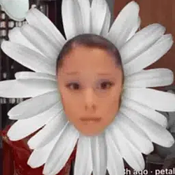 Petal / SOL