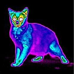 Catınk